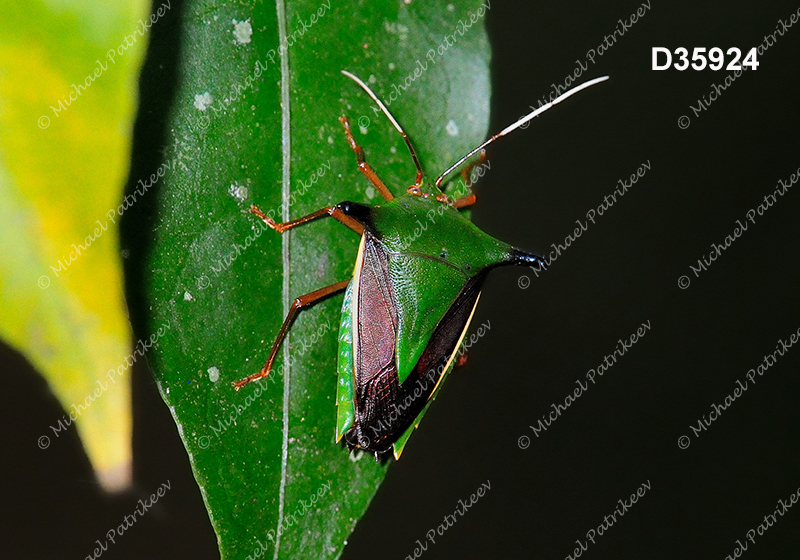 Edessa elaphus (Edessinae, Pentatomidae)